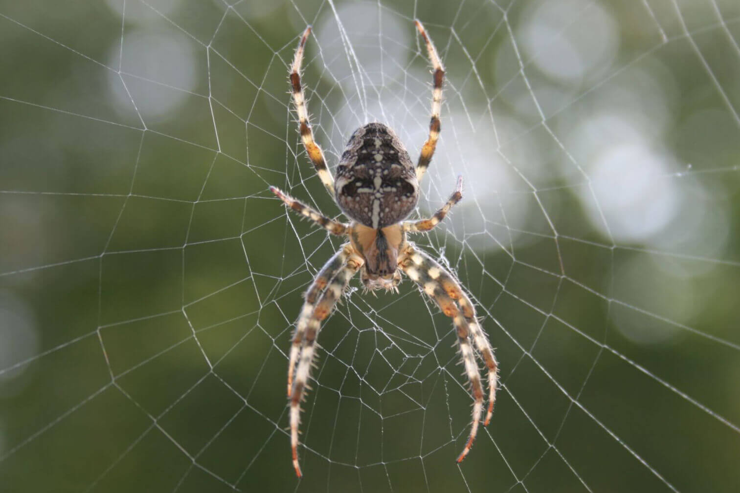 Barn Spider Control Services - Barn Spider Exterminators
