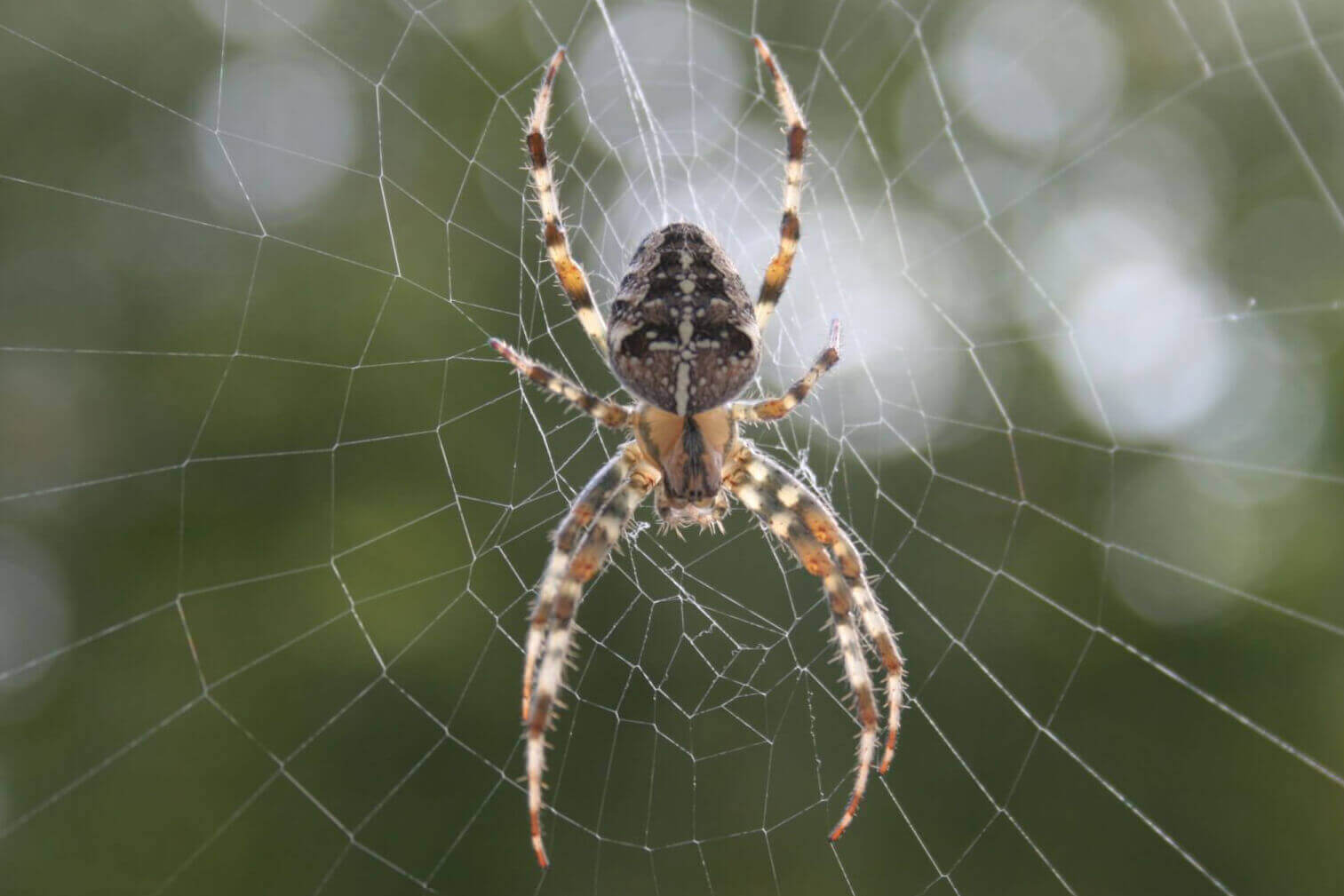 guardianpest spider control