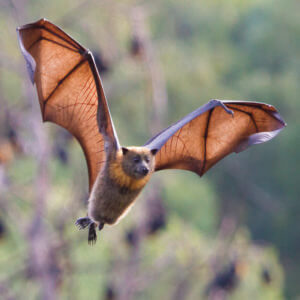 life cycle of a bat