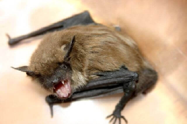 Picture of Bat