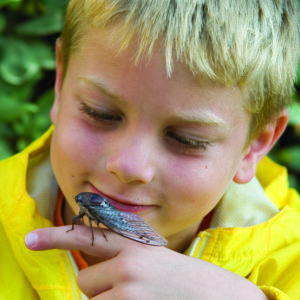 A gentle cicada rests atop a child's finger