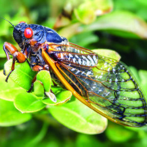 The 17 year cicada sits atop a plant drying its wings