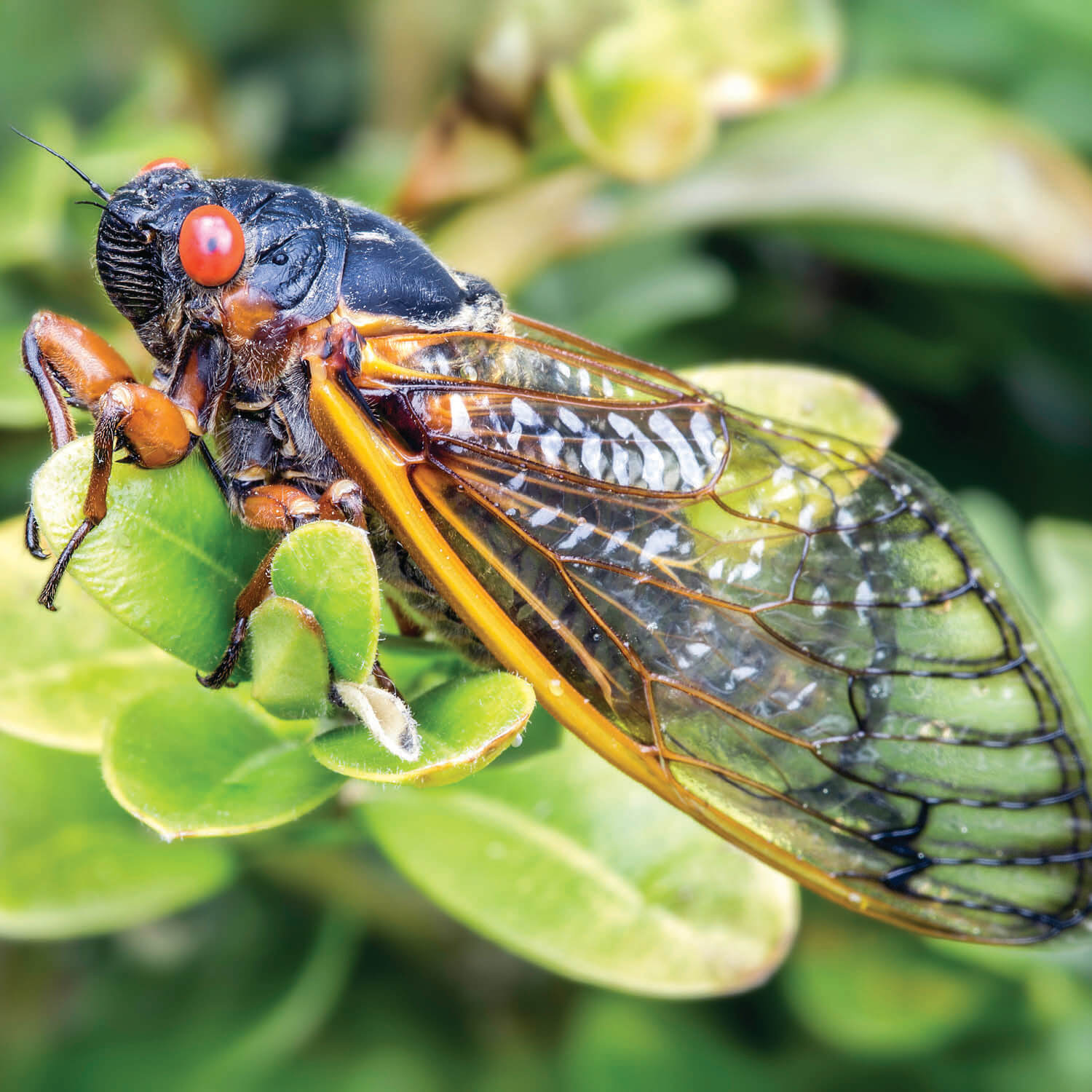 Cicada Season Facts & Myths about the 17 Year Cicada