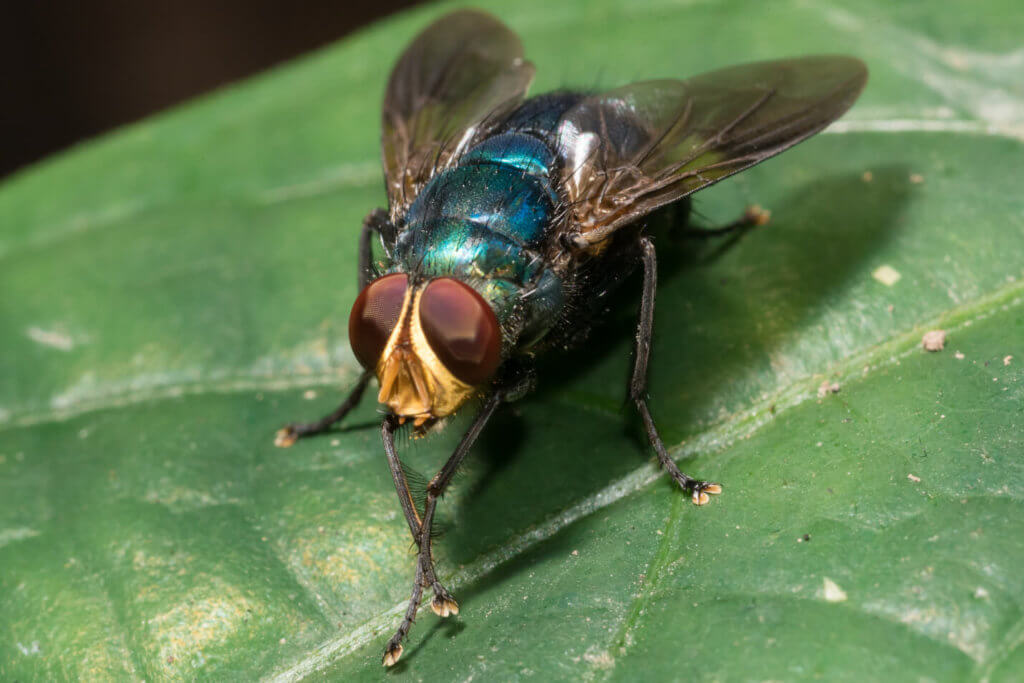 Blow Flies Why They’re a Problem and How to Prevent Them Western Pest