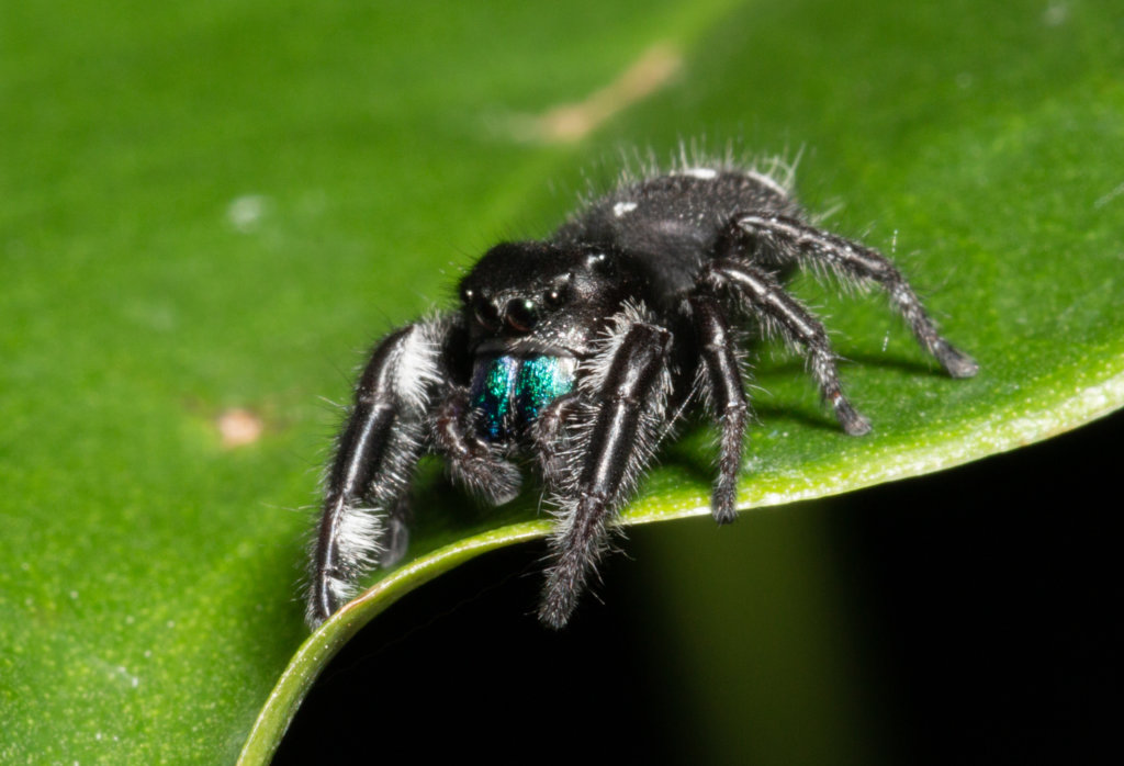 bold jumping spider