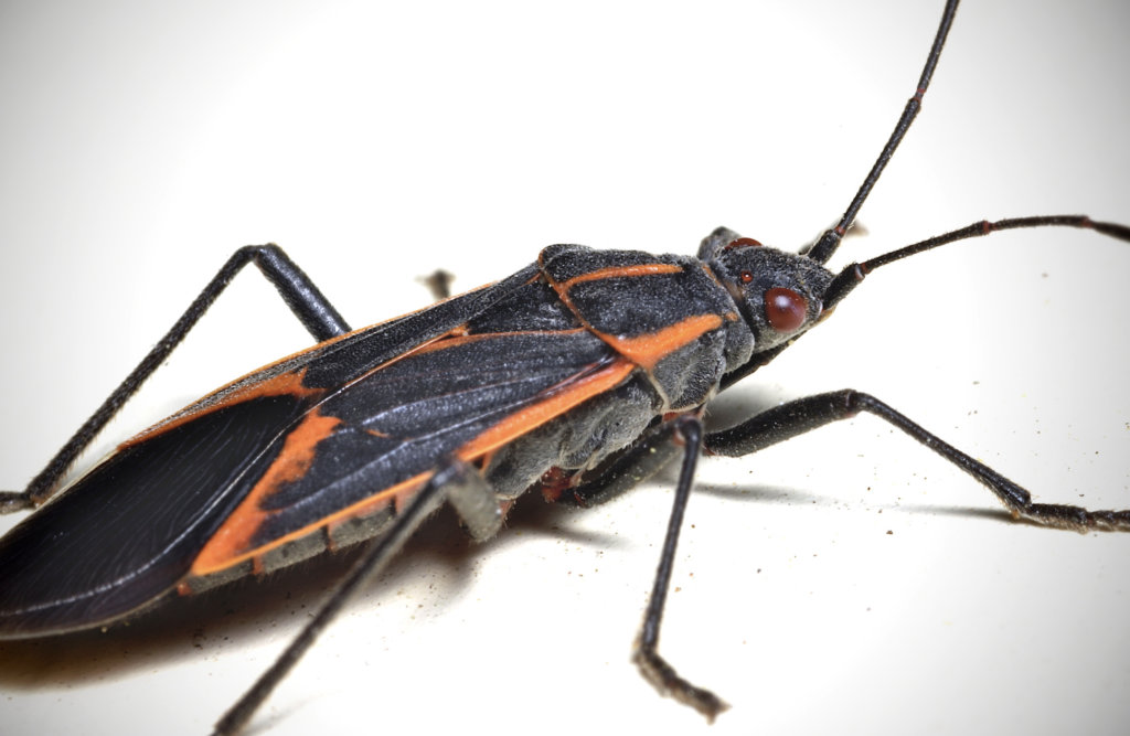 boxelder bug in profile