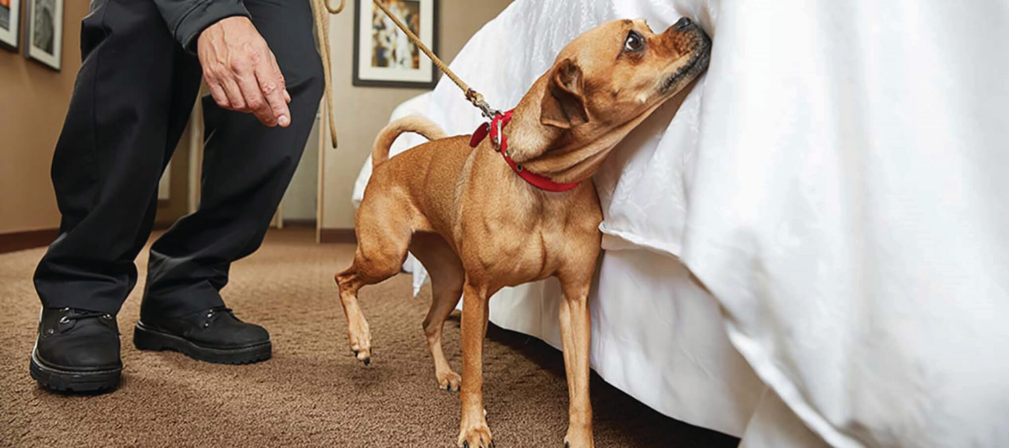 Benefits of Canine Bed Bug Detection Services Western Pest Services