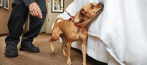 bed bug sniffing dog