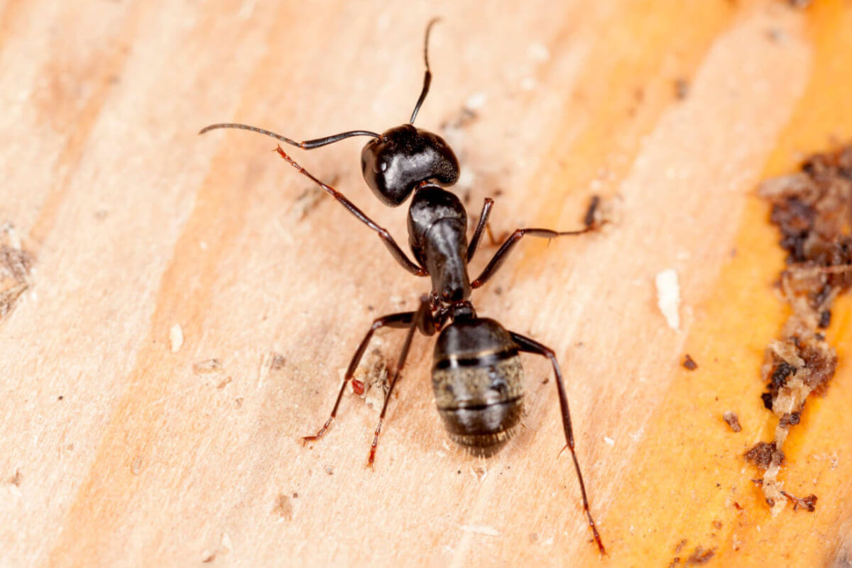 Carpenter Ant Facts & Information