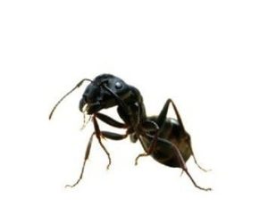 Image of What Attracts Carpenter Ant