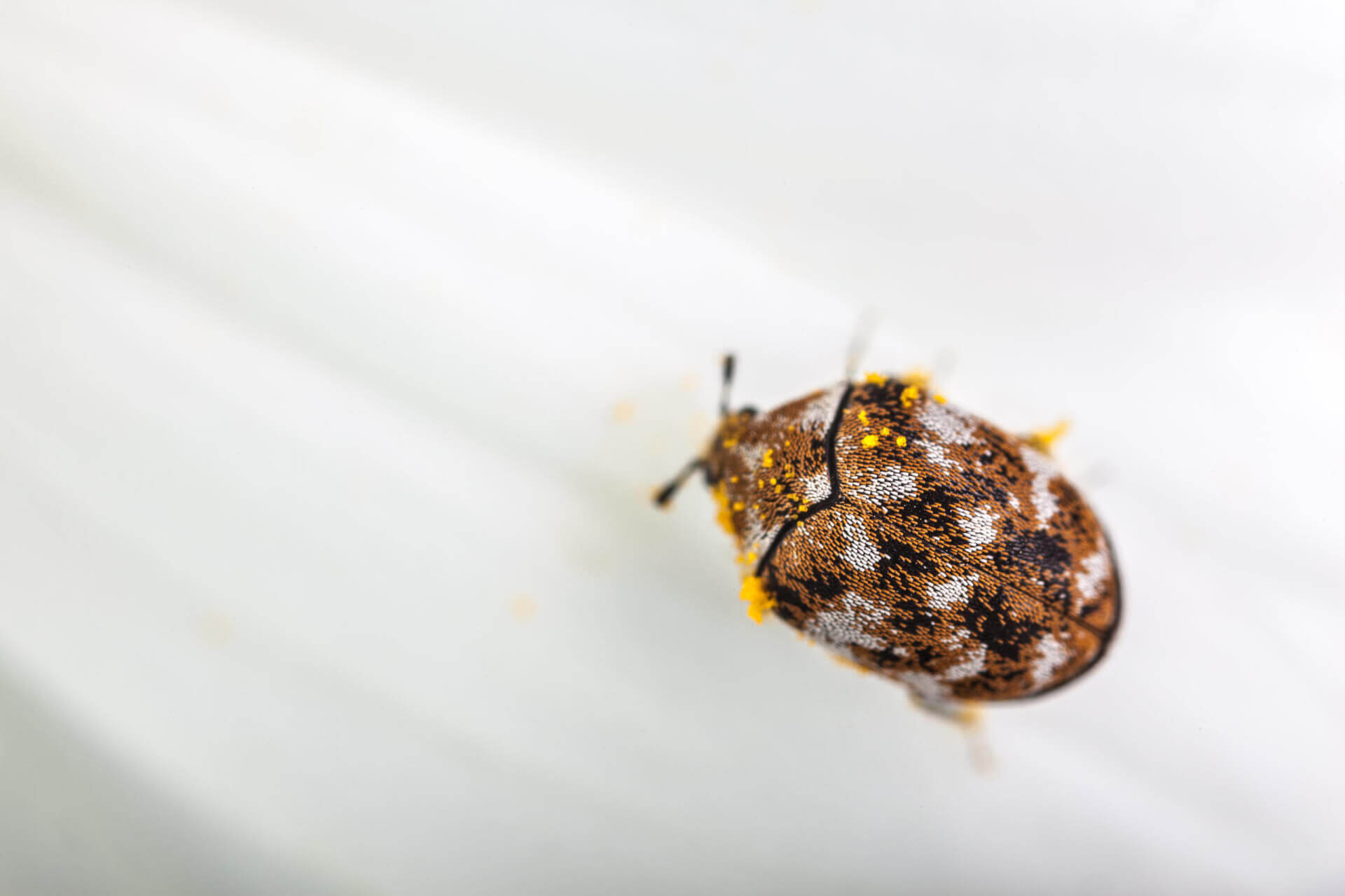 carpet beetle walking across a white surface