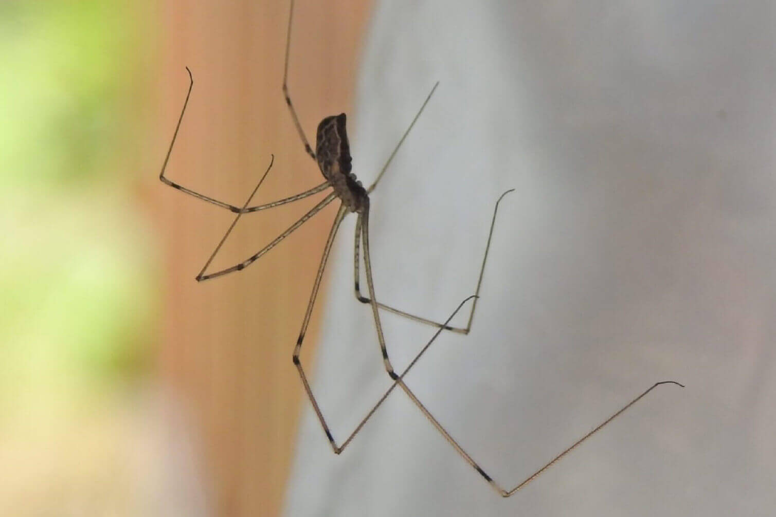 Daddy Longlegs: Two Eyes, Eight Legs, And No Webs