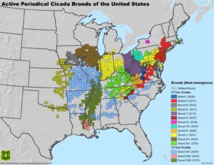 map of active cicada broods