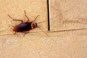 Picture of a Cockroach