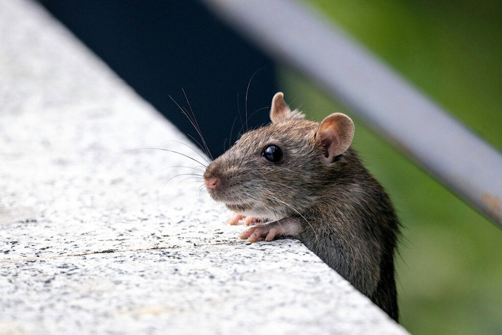 Common Household Pests & How to Prevent Them Before They Take Over
