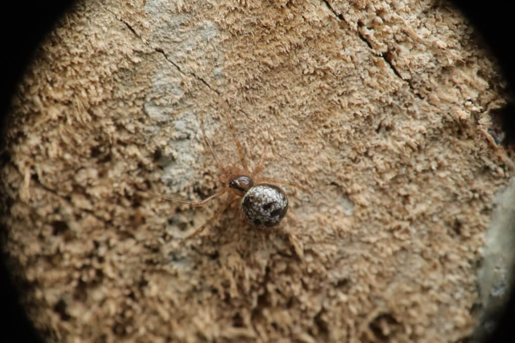 common house spider