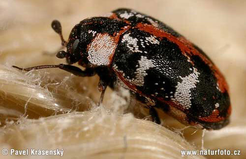 close-up image of a common carpet beetle