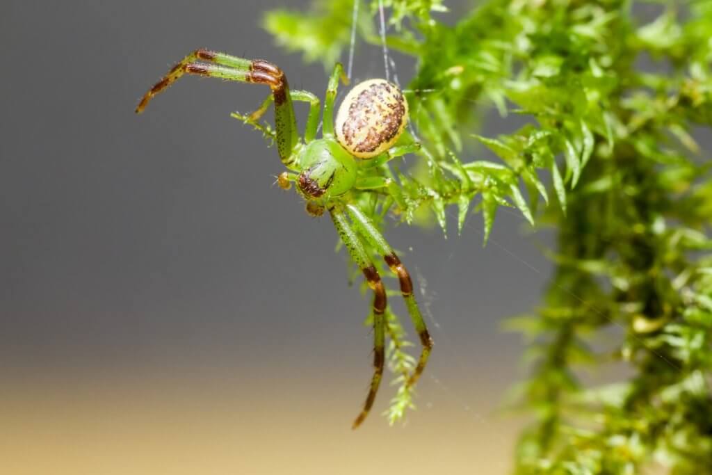 crab spiders