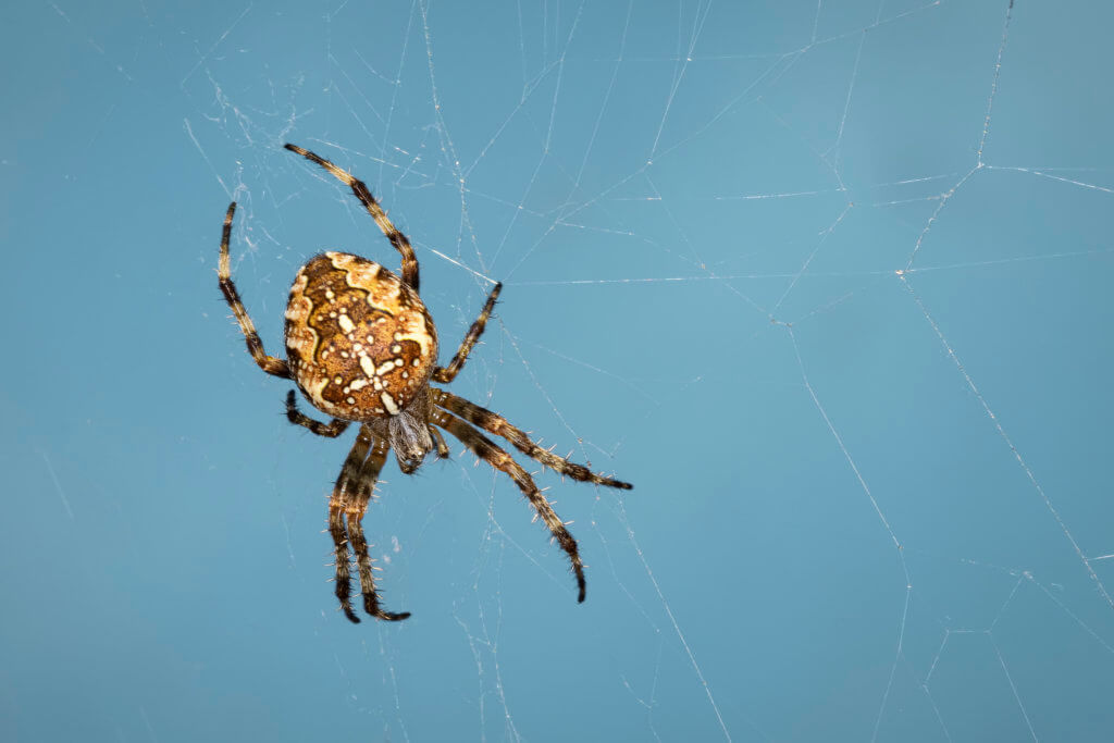 cross orbweaver