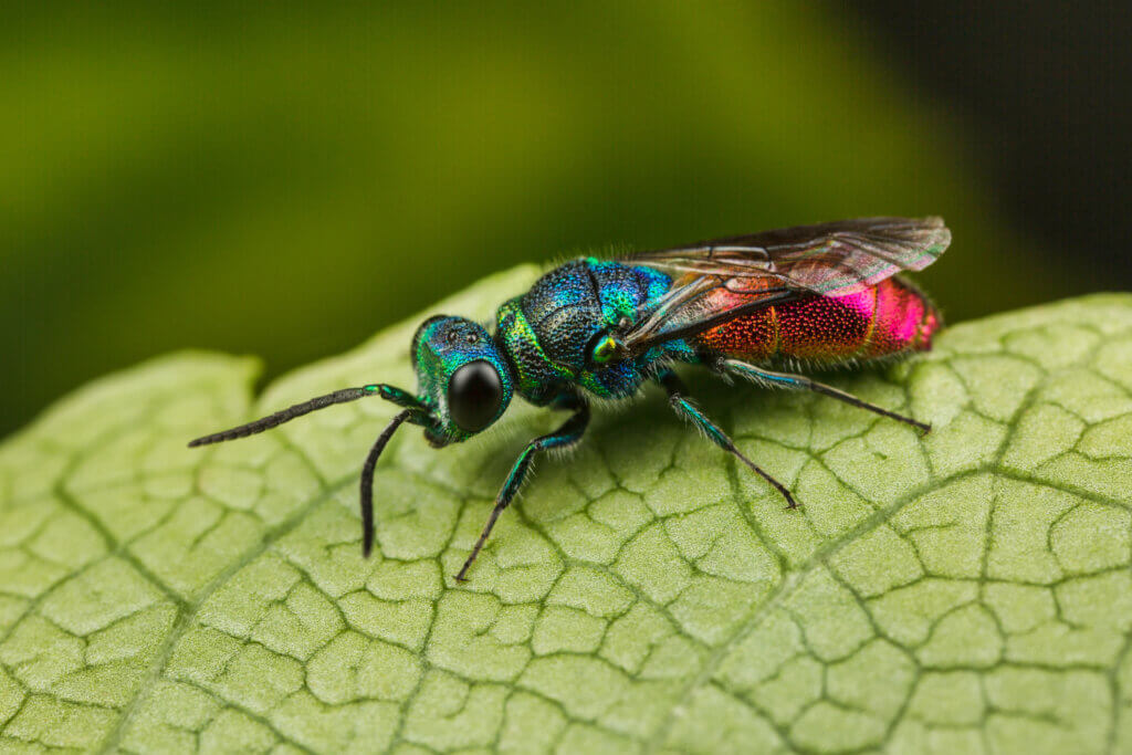 Chrysis - Ruby-tailed Wasp on a leaf