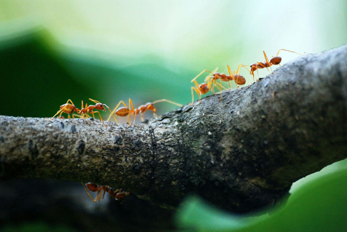 DIY vs. Professional Ant Control | Which One Works Best