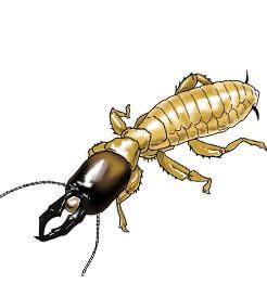 Dampwood Termite Illustration