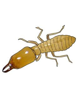 Illustration of an Eastern Subterranean Termite
