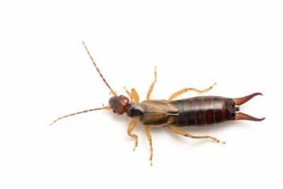 image of an earwig