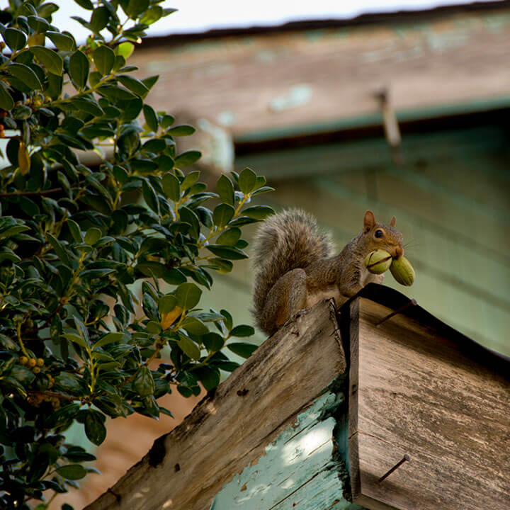 squirrels and other pests can gain access to your home without proper exclusion