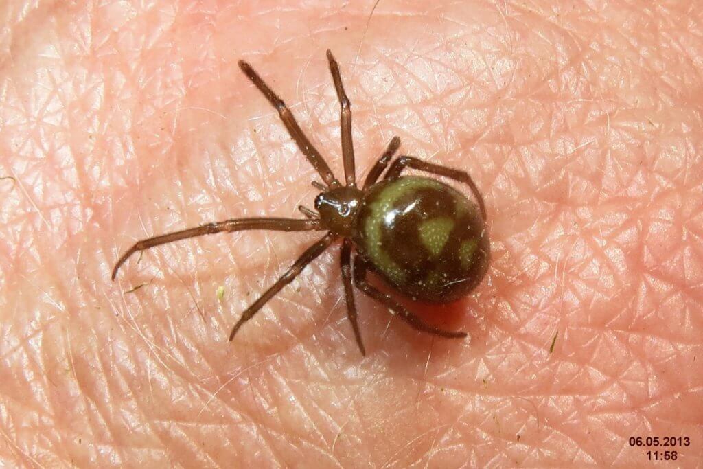 false widow