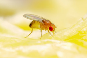 do fruit flies bite fruit fly bites and can fruit flies bite