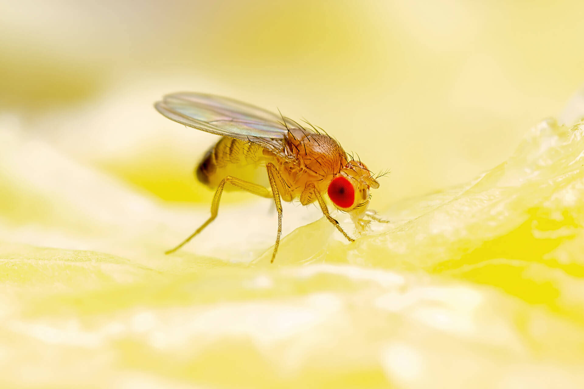 The 10 Most Common Fruit Fly Questions Answered