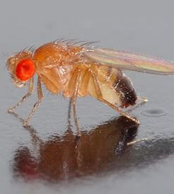 Close Up Image of Fruit Fly