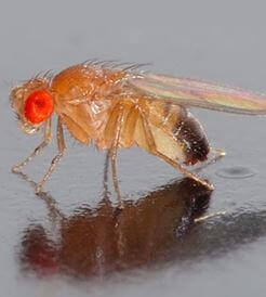 Close Up Image of Fruit Fly