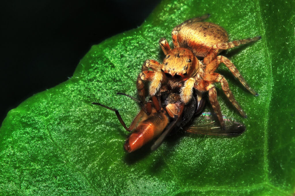 golden jumping spider