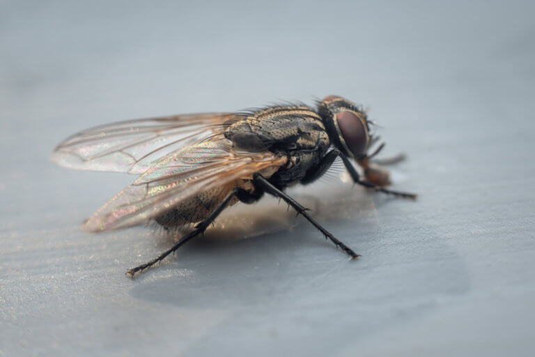 House Fly Facts & Information