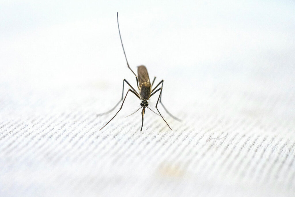 How Long Does Pest Control Take What to Expect Before & After Treatment