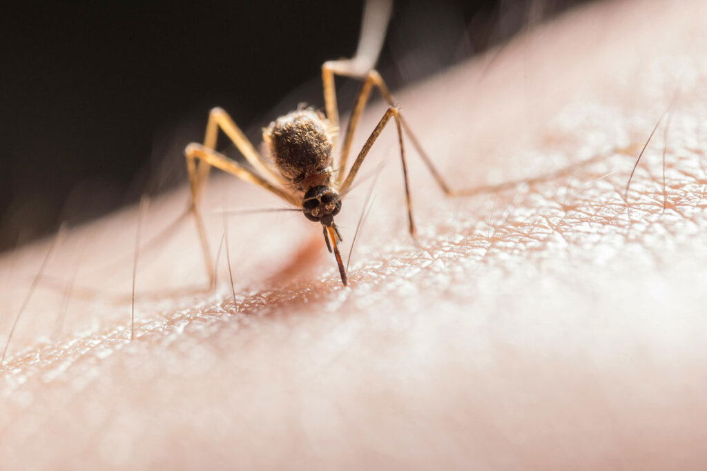 How to Keep Mosquitoes Away from Your Outdoor Events