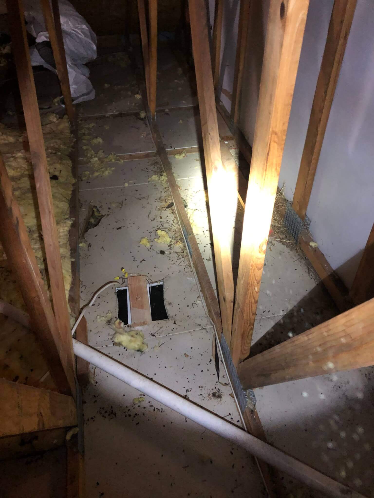 5 Steps to a Healthier Attic Western Pest Services