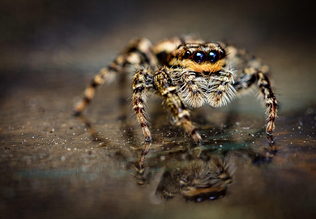 spider spiders which cbbc furry marpissa muscosa friends jumping bbc animals quizzes personality pets pa factor afraid sharks nj should