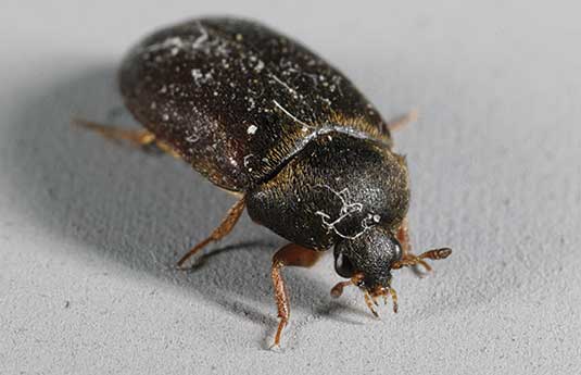 close-up image of a black carpet beetle