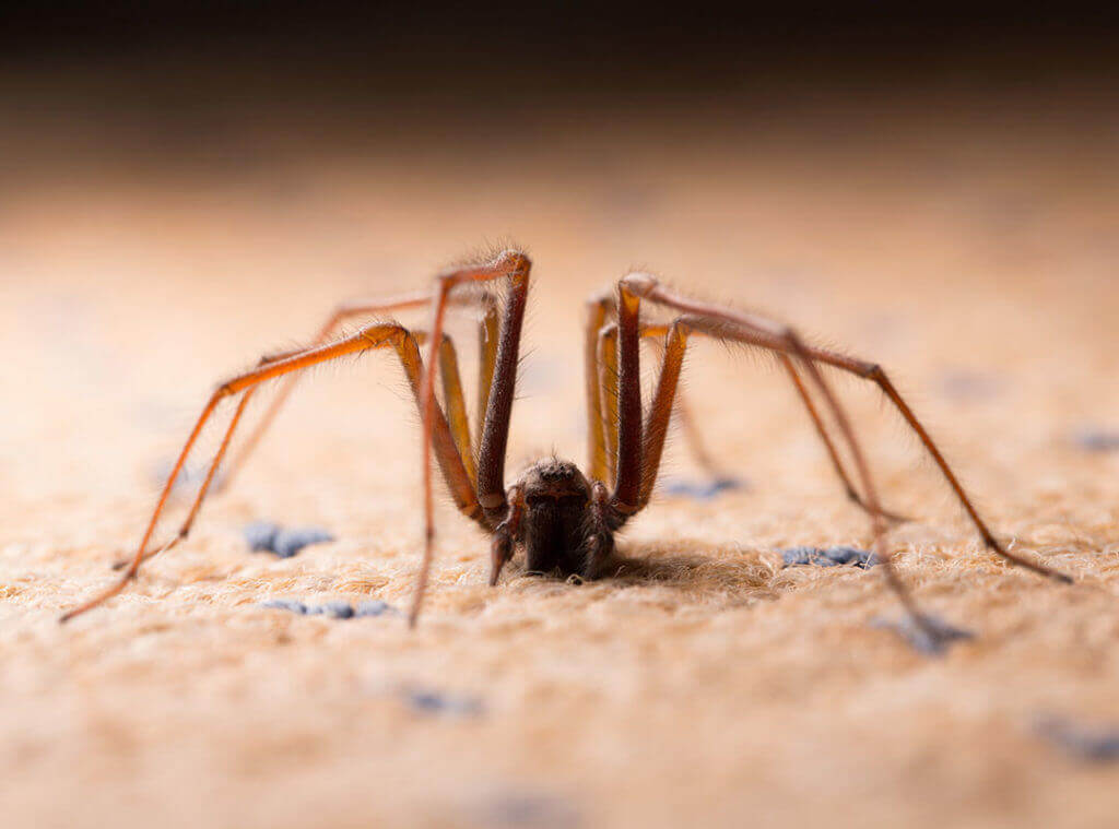 Common House Spider - Spiders in Sutton Massachusetts