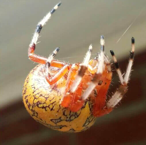 marbled orbweaver