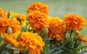 Orange marigolds ward of mosquitoes with their smell
