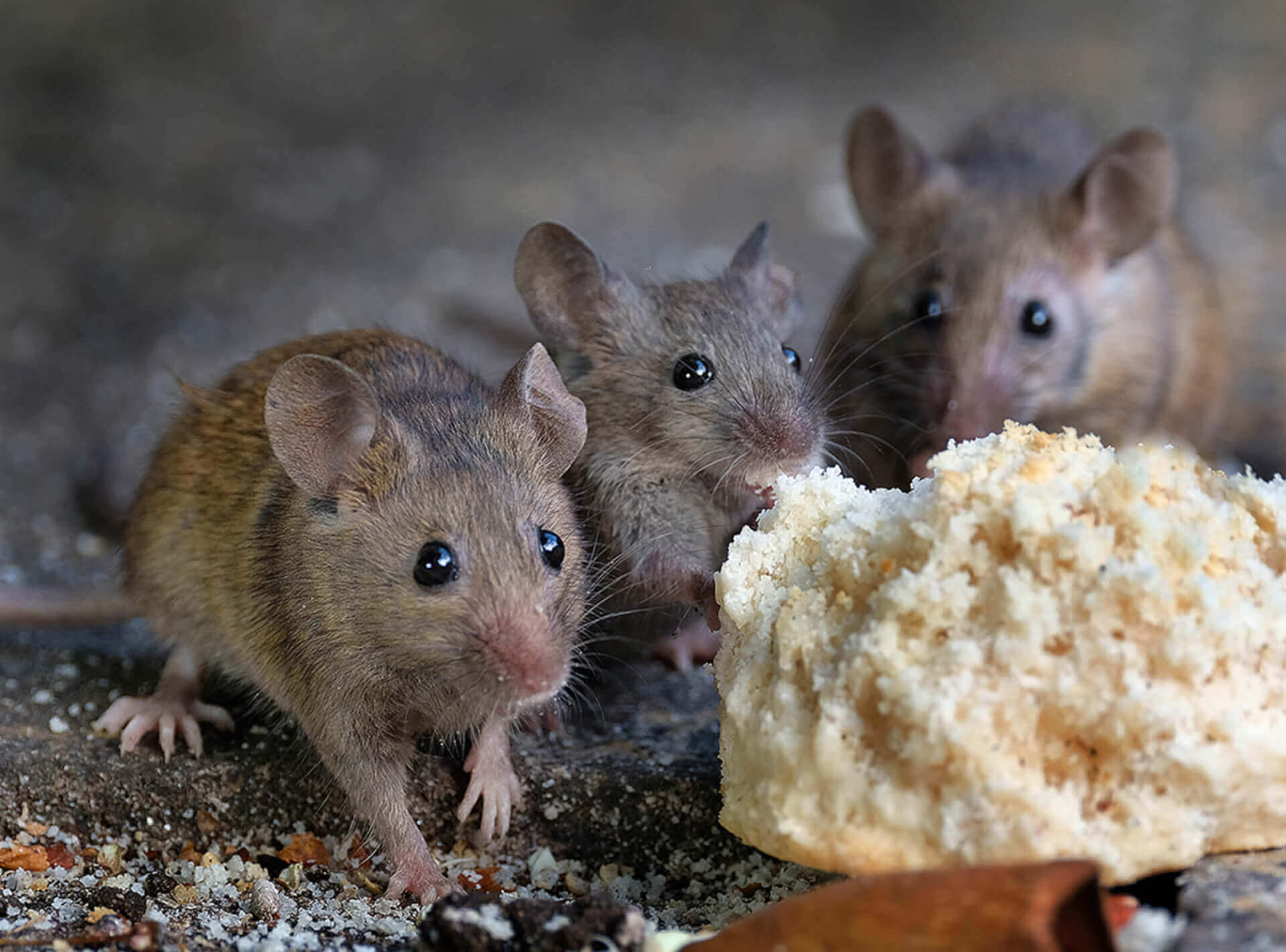 Do Mice Carry Bed Bugs Can A Mouse Or Rat Carry Bed Bugs 