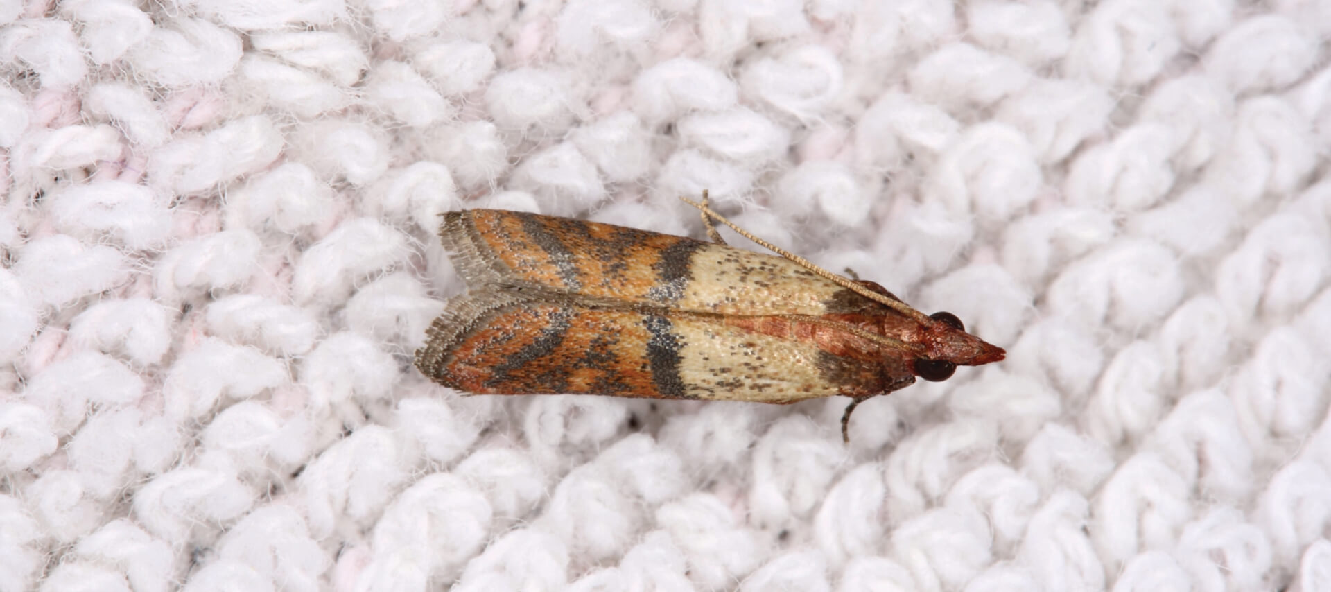 Clothes Moths and Carpet Beetles: Identifying and Controlling