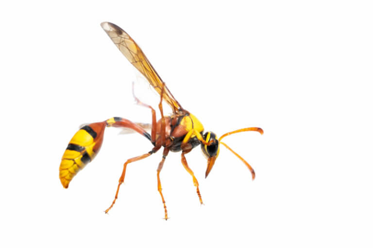 Pest Control for Mud Daubers Western Pest Services