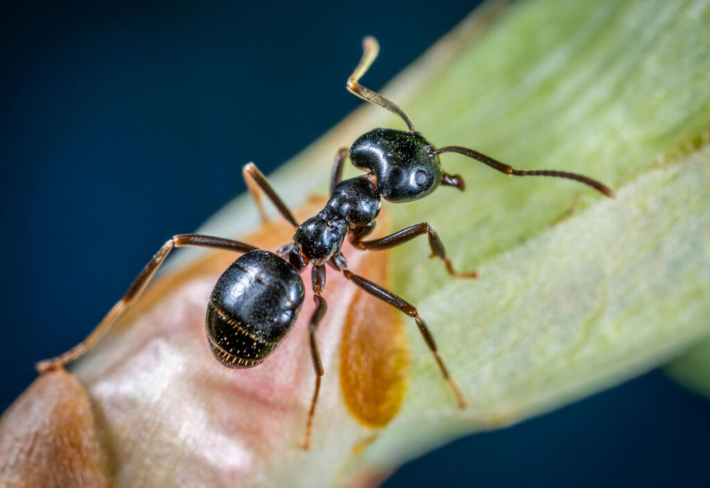 Not All Ants Are the Same Understanding Treatment for Different Ant Species
