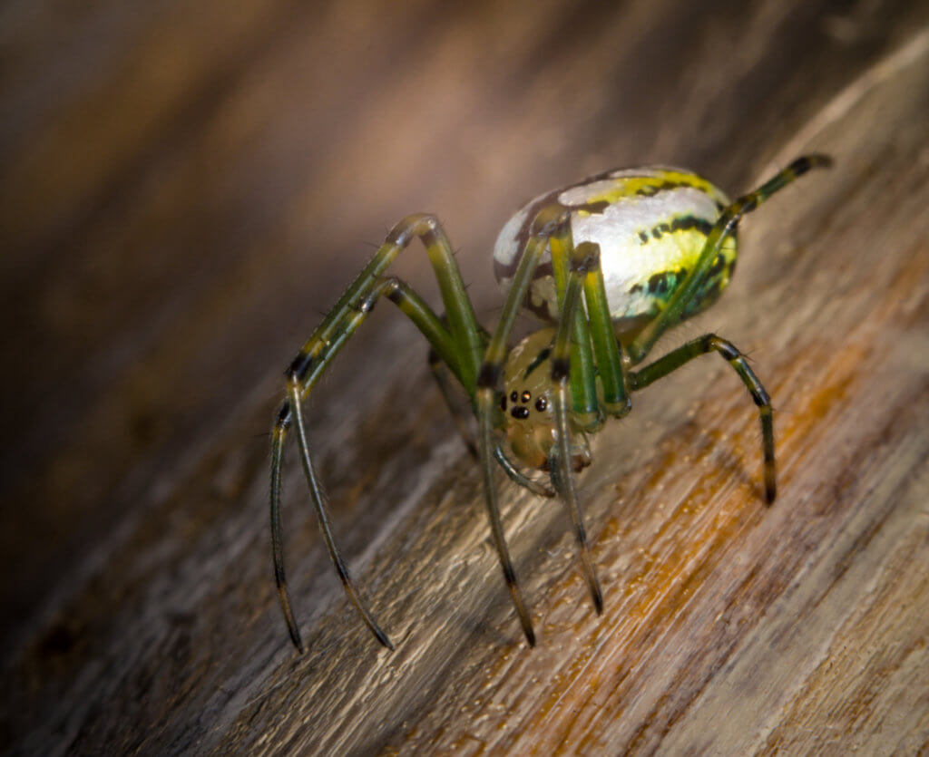 orchard orbweaver