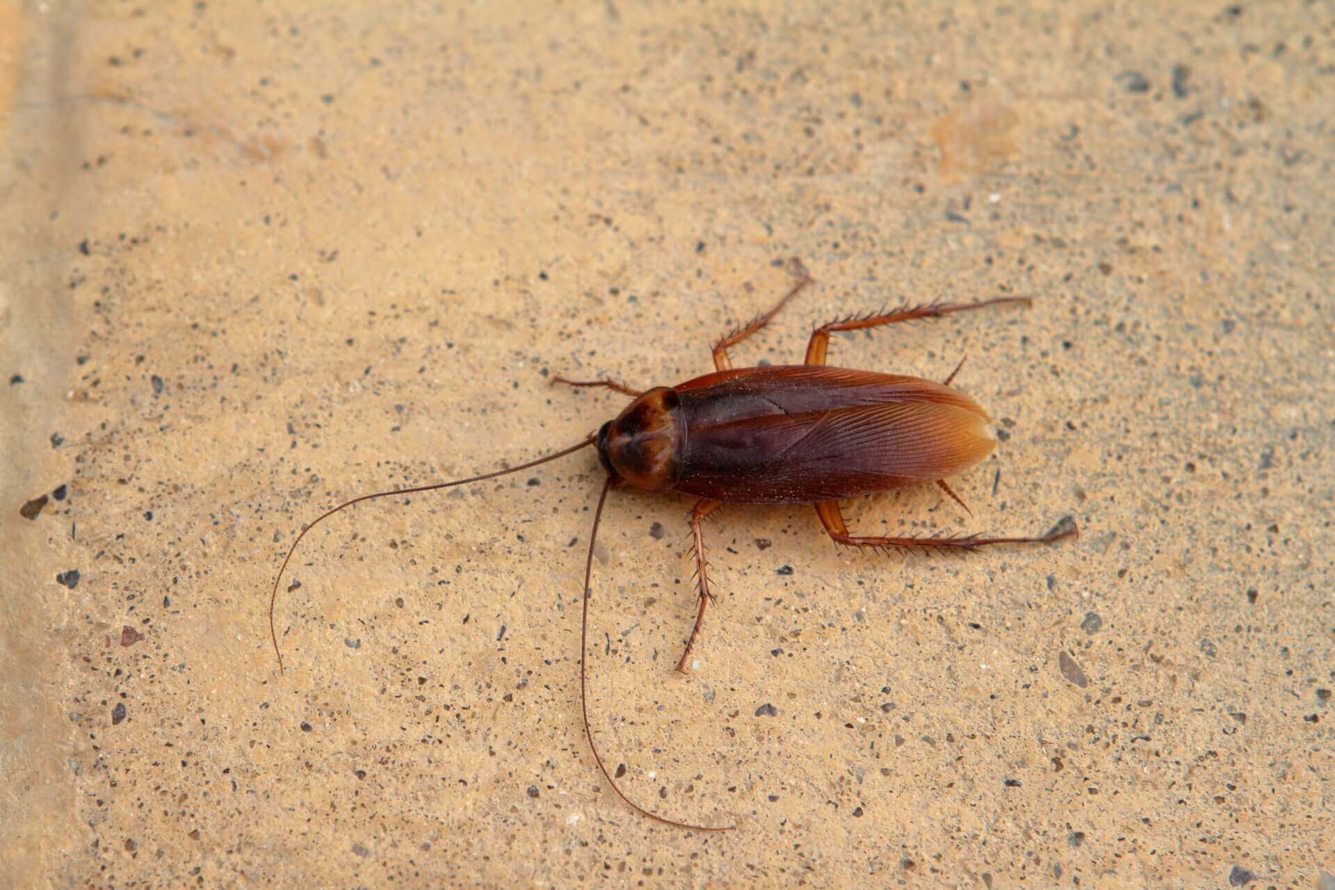 Cockroach's Life Cycle - Egg, Baby, and Adult Stages